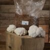 Økologisk Lions Mane growkit Pindsvinepigsvamp fra SvampeShop