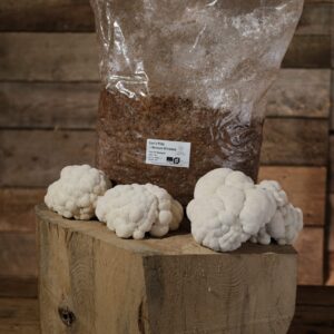 lions-mane-growkit