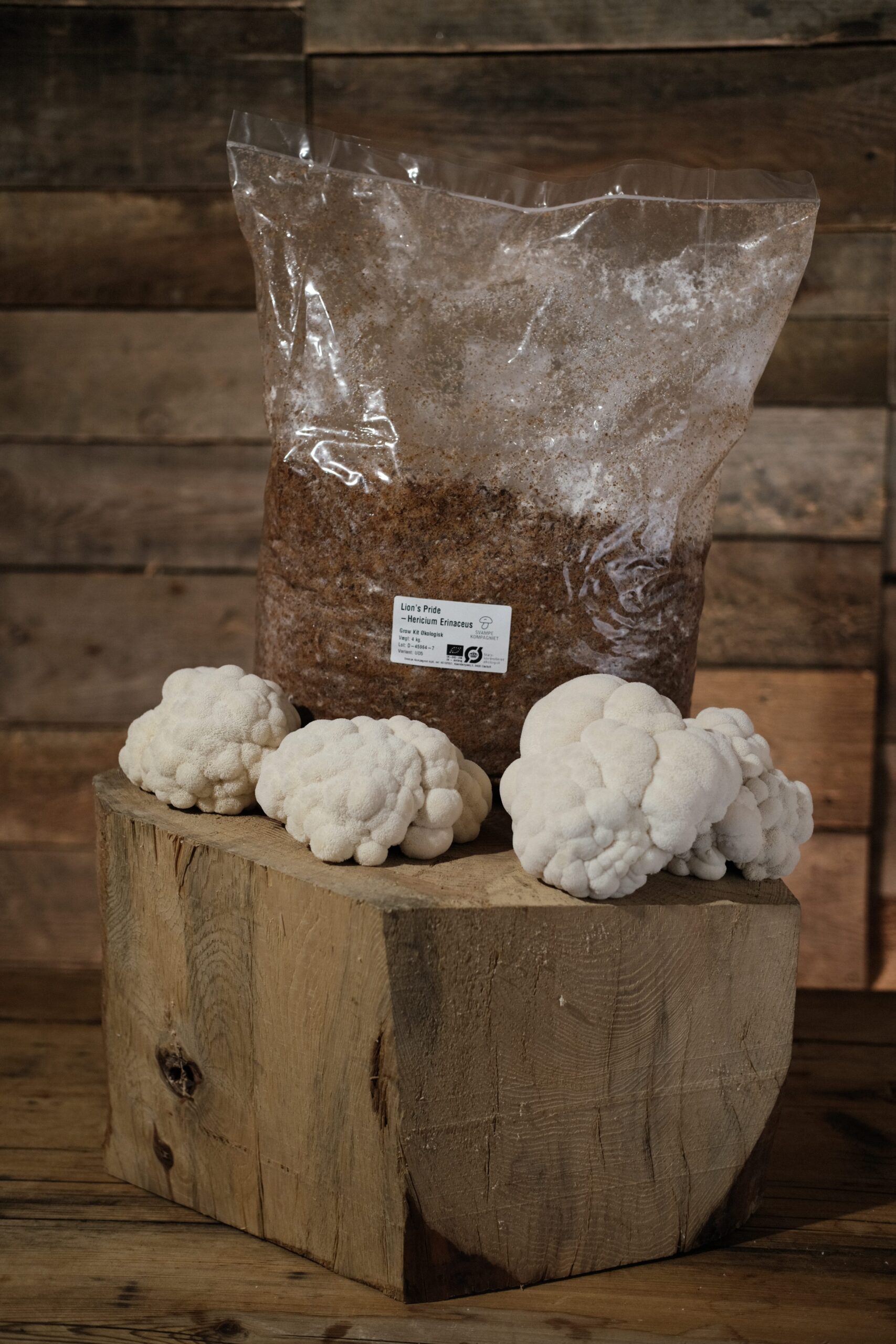 Lions Mane Growkit Økologisk