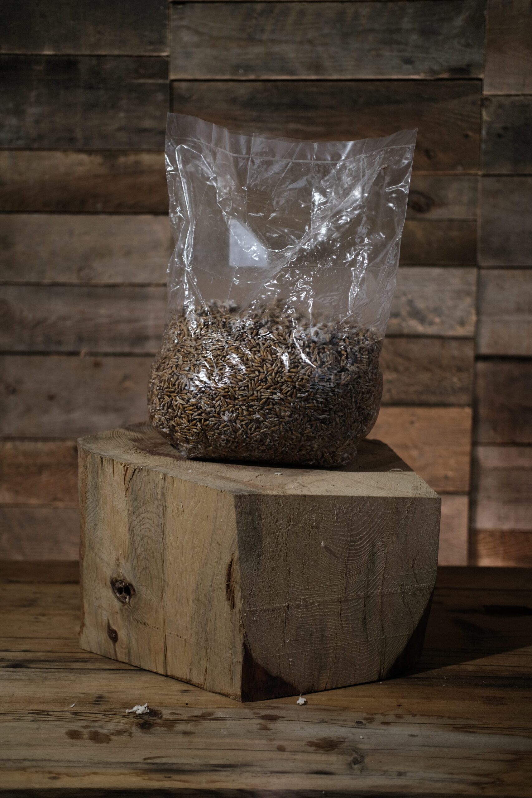 kornmycelium