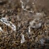 DSCF9624 Økologisk Kornmycelium (Grain Spawn) – Til Svampedyrkning